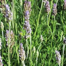 Image result for Lavandula dentata