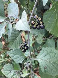Image result for Solanum nigrum