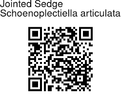 Image result for Schoenoplectiella articulata