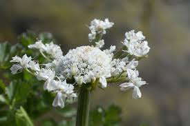 Image result for Oenanthe mildbraedii