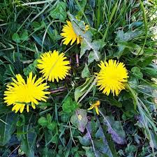 Image result for Taraxacum