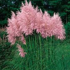 Um eigene samen ernten zu können. Samen Vom Pampasgras Rosa In Hamburg Pflanzen Kostenlose Kleinanzeigen Bei Quoka De