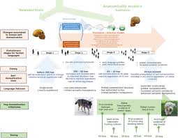 Nurture and love the animals to grow your pet care business and become. Frontiers Did Dog Domestication Contribute To Language Evolution Psychology