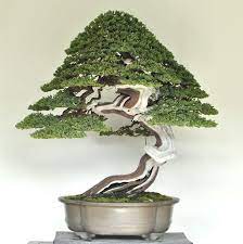 Growing And Caring For A Bonsai Tree Juniper Bonsai Bonsai Tree Care Bonsai Tree