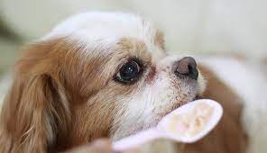 Can Dogs Eat Rice American Kennel Club