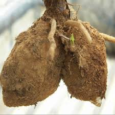 Image result for Satyrium sphaeranthum