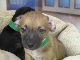 All animals adopted from the vbspca will be spayed or neutered. Pin On Please Anyone