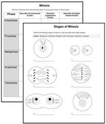 Mitosis worksheet answer key chart. 110 Ms Cells Mitosis Meiosis Ideas In 2021 Mitosis Meiosis Mitosis Meiosis