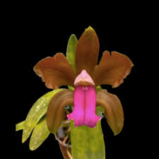 Image result for Habenaria bicolor