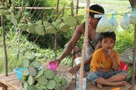 Tanaman ini pun termasuk tanaman endemik asli dari daratan benua asia. Biji Bunga Lotus Makanan Camilan Dari Kamboja