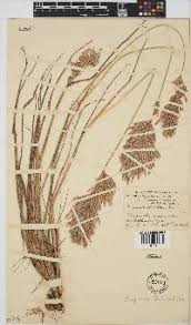 Image result for Eragrostis chapelieri