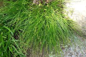 Image result for Carex sp.no.1