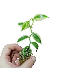 Image result for Vanilla planifolia