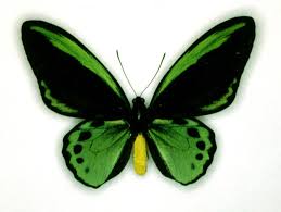 Kết quả hình ảnh cho bướm