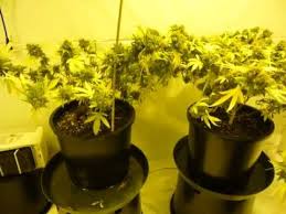 And is it worth it? Miracle Grow Tomatoes For Weed Cromalinsupport