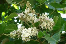 Image result for Aleurites