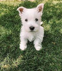West Highland Terrier Puppies Home Facebook