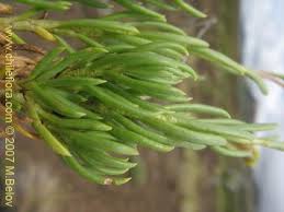 Image result for Senecio sp.no.4