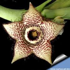 Image result for Orbea paradoxa