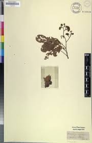 Image result for Dalbergia obovata