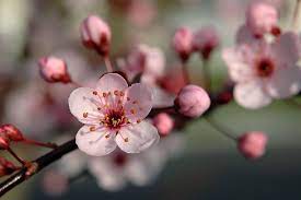 Pin By Monica Zamora On Tatted Up Cherry Blossom Flowers Japanese Cherry Blossom Blossom Flower
