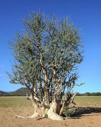 Image result for Sesamothamnus