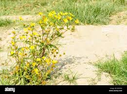 Image result for Guizotia scabra