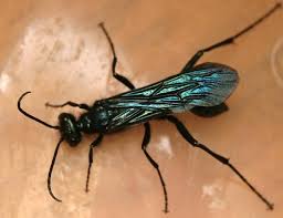 Black And White Wasp Identification Blue Mud Dauber Alive Dorsal Wing Veins Wasp Insect Wasp Insects