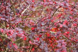 We did not find results for: 9 Ornamental Trees And Shrubs With Purple Leaves