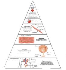 We did not find results for: Organ Systems Definition Overview Expii