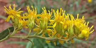 Image result for Sophora velutina