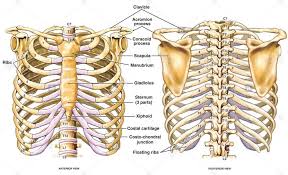 The superior fibres originate from the spinous processes of the c7 to t3 vertebrae and attach to the superior borders of ribs two to four. Chest Bone Anterior View And Posterior View