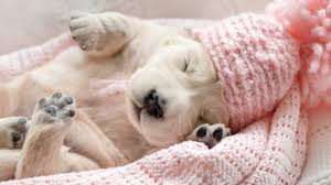 Learn how to housebreak a puppy in 6 days for free. How Much Do Puppies Sleep The Puppy Sleep Calculator All Things Dogs