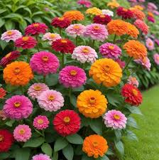 🌹BEAUTIFUL ROSE🌹