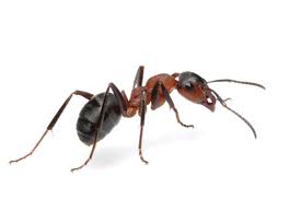 Black Ant Sugar Ant Bites Pictures Ant White Background Pest Control Ant Pest Control Pest Control Services