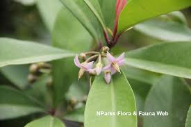 Image result for Ardisia staudtii