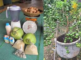 Silakan klik cara agar nangka madu cepat berbuah. Cara Tanam Labu Siam Agar Berbuah Lebat Berbagi Tanam
