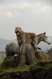 The Irish Traded Wolfhounds To The Romans We Know Because There Is An Early 4th Century Ce Reference To Seven Irish Dog Irish Wolfhound Irish Dog Dog Breeds