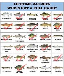 Pin On Fish Untamed Media