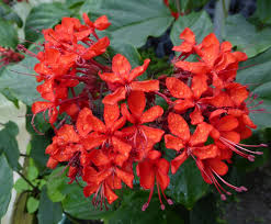 Image result for Clerodendrum splendens