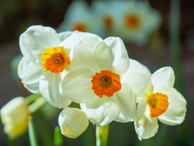 Narcisse : guide d'entretien de la fleur et conseils de plantation | AD Magazine