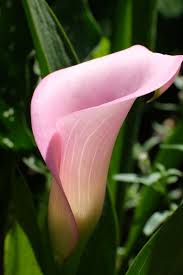 Image result for Zantedeschia rehmannii