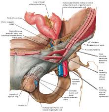 The pubic area of females is loca. Groin Region Anatomy Diagram