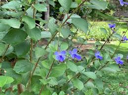 Image result for Rotheca myricoides