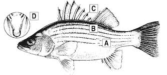 Bass Fish Diagram Get Rid Of Wiring Diagram Problem