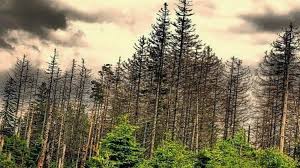 Los efectos de la lluvia ácida diezmaron bosques en europa y en américa del norte hasta finales del siglo xx. Lluvia Acida
