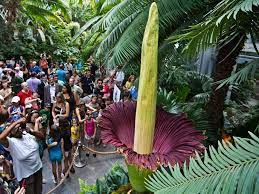 29 Fascinating Flowers I Guess They All Come From Wonderland Thedailytop Com Unusual Flowers Corpse Flower Rare Flowers