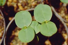 Image result for Senna tora