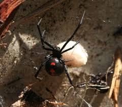 So who has black widow dated in the comics? Venomous Vs Poisonous Spiders What S The Difference Poisonous Spiders In Georgia