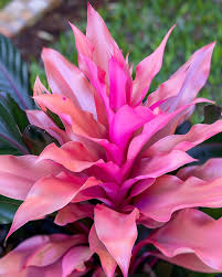 Image result for Bromeliaceae